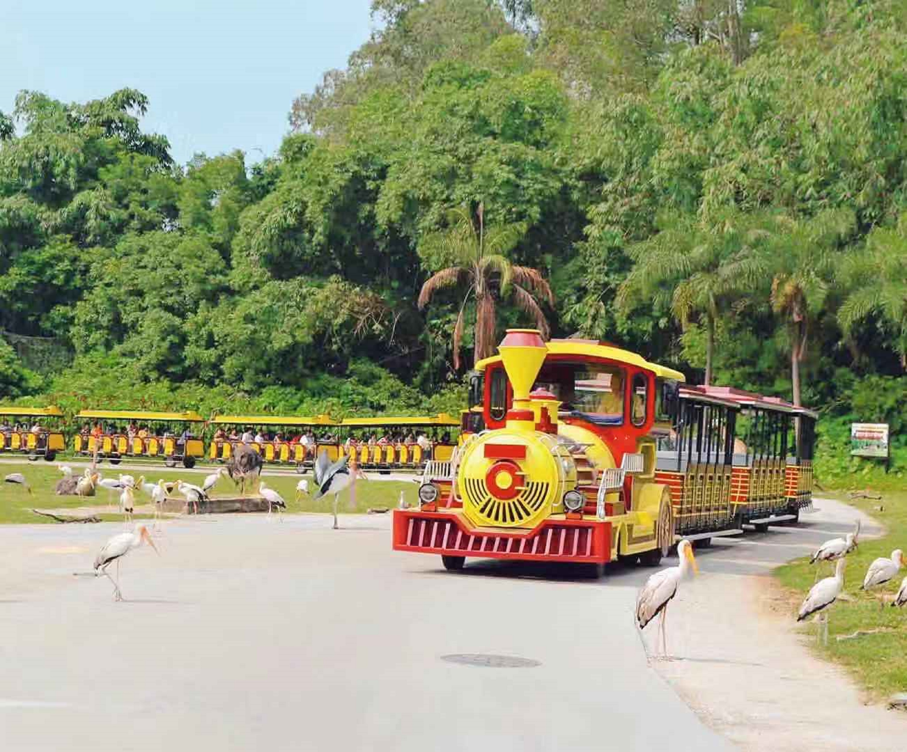 景区电动轮式观光火车：便捷出行与趣味观光的完美融合